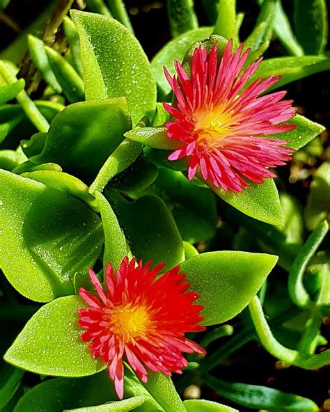 4 Types Of Aptenia Succulent Pictorial Guide