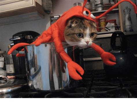 29 Costumes For Cats That Your Cat Will Definitely Won't Want To Wear