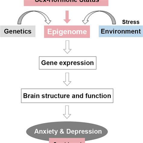 Novel Model For The Sex Biased Development Of Anxiety And Depression