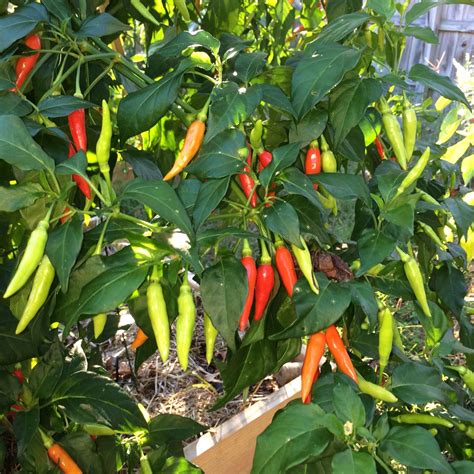 Serrano Pepper Growth Stages SAM Vegetable