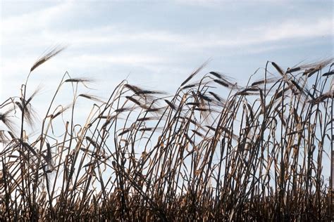 Feed Weekly Outlook No Effect Seen On Alberta Crops From Hot Wet