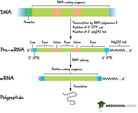 Eukaryotic RNA Processing Splicing MCAT Biology MedSchoolCoach