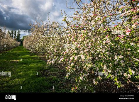 Lopen Somerset Cider Apple Orchards In Full Bloom Stock Photo Alamy