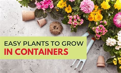 The Easiest Plants to Grow in Containers