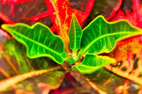 Croton Feuilles Plantes Photo Gratuite Sur Pixabay Pixabay