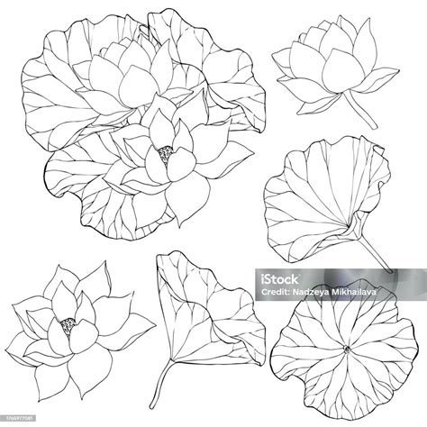 Set Of Vector Hand Drawn Lotus Flowers And Buds Huge Leaves Black Line Art Illustration Outline