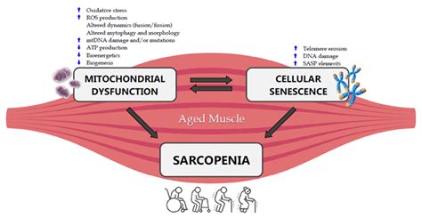 Ijms Free Full Text Role Of Age Related Mitochondrial Dysfunction