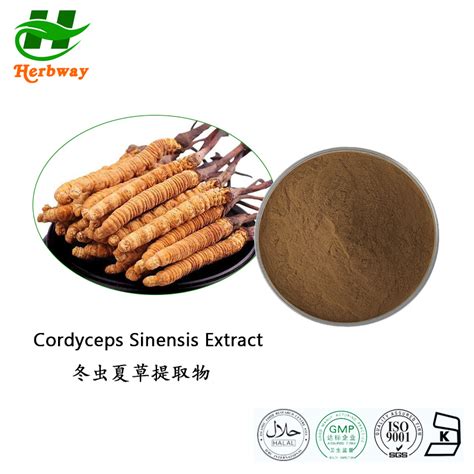 Herbway Kosher Halal Fssc Haccp Certified Botanical Extract Cordyceps