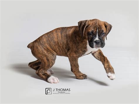 Female Boxer Dogs