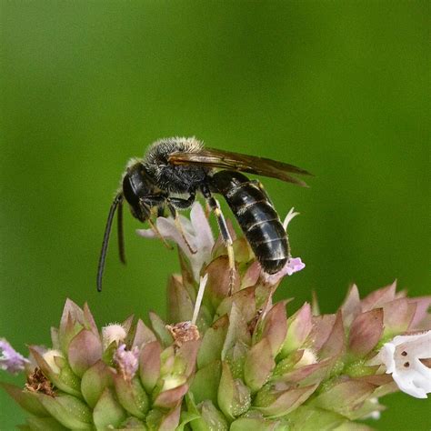 Bronze Furrow Bee Halictus Tumulorum Male Melvyn Baker Flickr