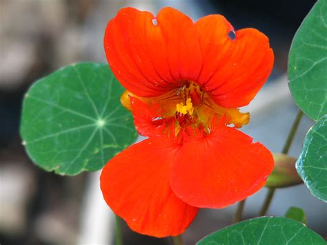 Kostenlose foto blühen Blatt Blume Blütenblatt Orange rot