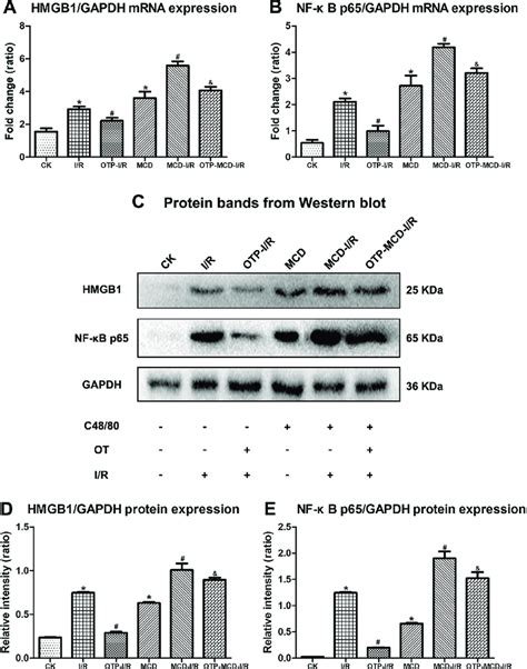 The Expression Of Hmgb1 And Nf κb P65 After Ot And Or C48 80