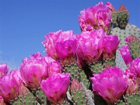 Prickly Pear Flower Succulent - Free photo on Pixabay