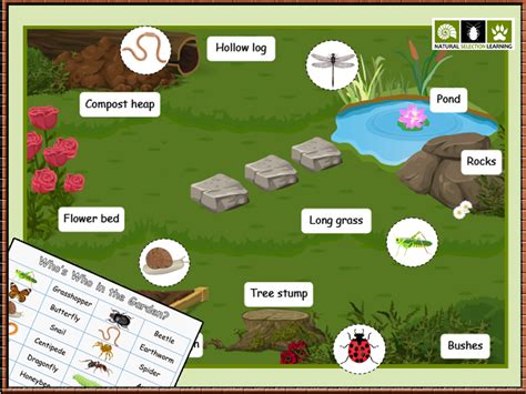 Minibeasts Micro Habitats Activity Ks1 Teaching Resources