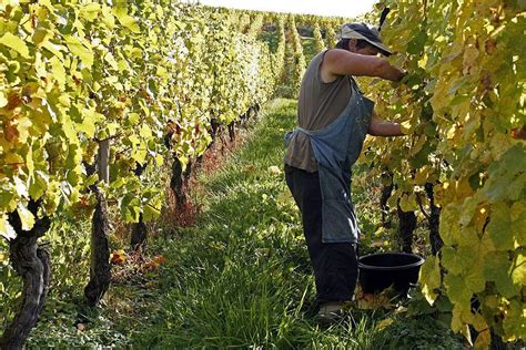 Vid O La Viticulture Travers Le Monde