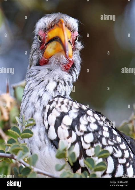 Gelbschnabeltoko Kruger Nationalpark Southern Yellow Billed Hornbill