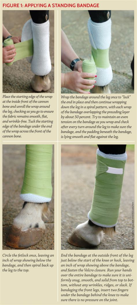 Equine Bandage Types