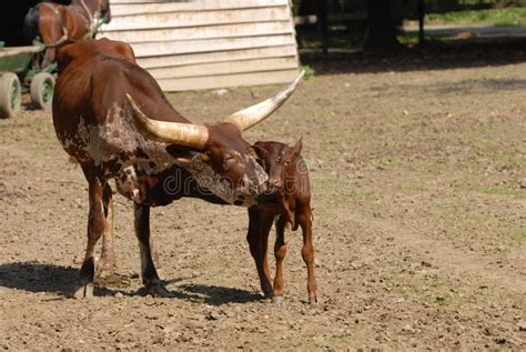 Big horns of Ox of watussi stock image. Image of brown - 25533645