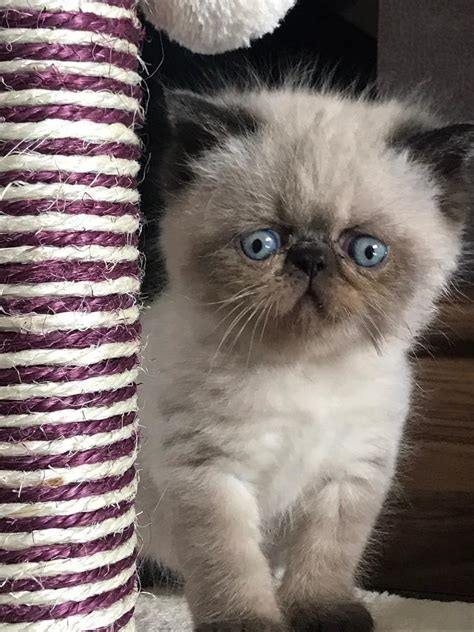 Persian Exotic Kittens In Bangor County Down Gumtree