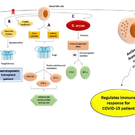 Schematic Diagrams Of Natural Killer Cells Roles A Natural Killer Download Scientific Diagram