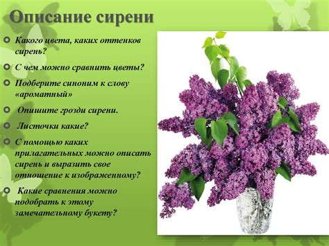 Легенда о сирени - презентация онлайн