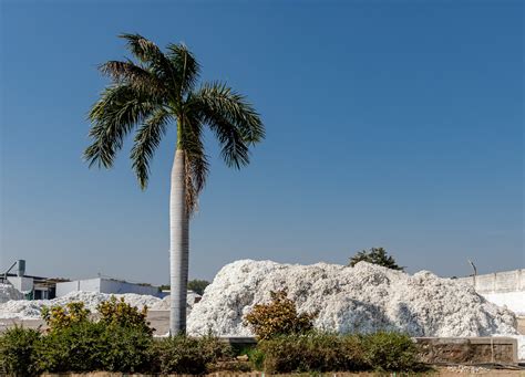 Cotton Industry In Gujarat India Gujarat Is India S Large Flickr