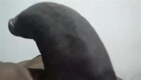 Big Black Cock Hot Xhamster