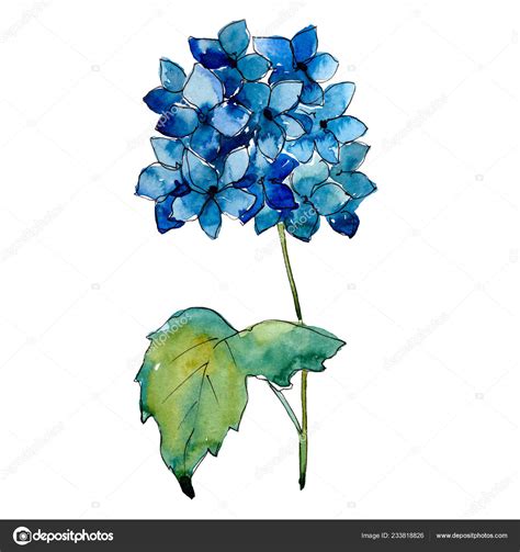 Flor botánica floral de hortensias azules Conjunto de ilustración de