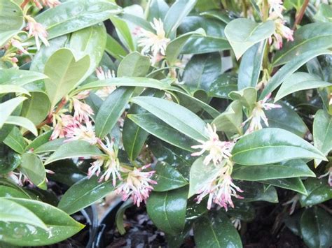 Sarcococca Hookeriana Var Humilis