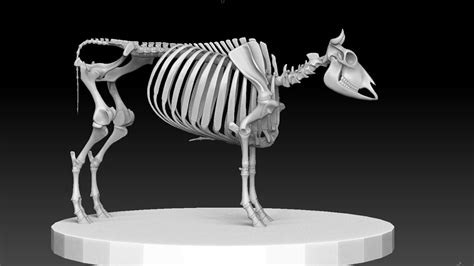 Cow Skeleton Diagram