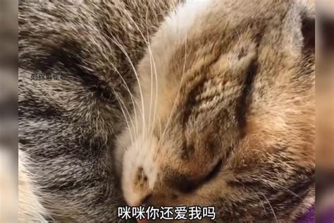 盘点那些能听懂人话的猫咪，快送孩子上学去吧，可别给耽误了