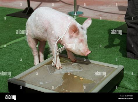 Babe The Pig Hi Res Stock Photography And Images Alamy