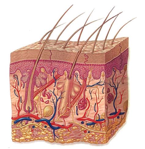 Aandp Ch 5 Skin Diagram 1 Diagram Quizlet