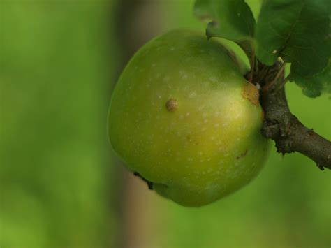 Free Images Fruit Flower Food Harvest Produce Closeup Flora