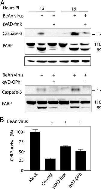 Temporal Kinetics Of BeAn Virus Replication In M1 D And BHK 21 Cells