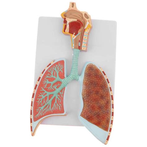 Sistema Respirat Rio Humano L Bulos Pulmonares Alv Olos Anatomia Modelo