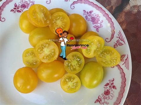 Yellow Plum tomato seeds available for sale at Renaissance Farms.