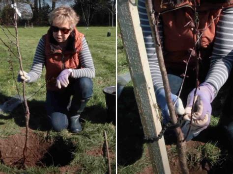 How To Stake A Tree The Primrose Garden Club Expert Tips Advice And Inspiration