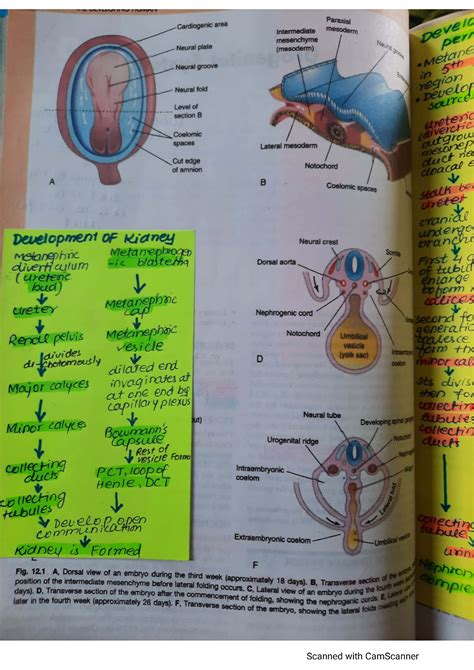 Solution Urogenital System Embryology Studypool