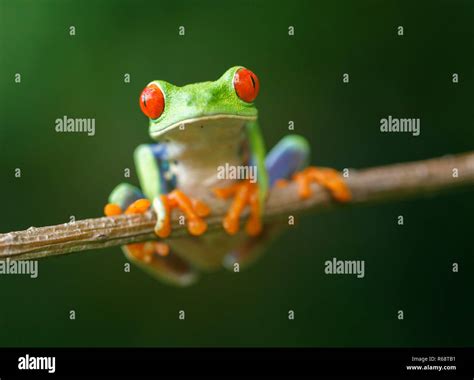 Red Eyed Tree Frog Agalychnis Callidryas Stock Photo Alamy