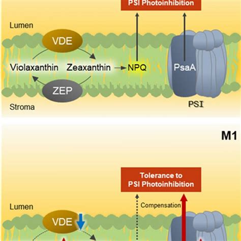 Comparison of biomass and violaxanthin productivity for the mutant ...