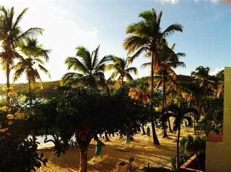 Exotic Views From My Hotel Room Stock Photo Image Of Palm Harbour