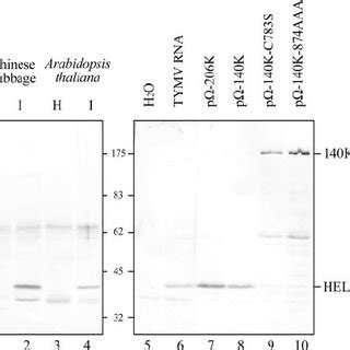 Effects Of Cleavage Site Mutations On RNA Synthesis Arabidopsis