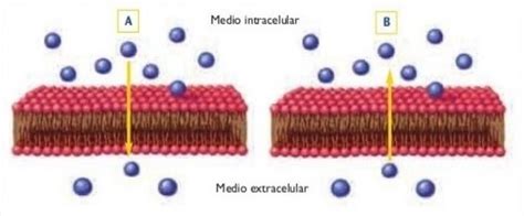 Analizar Las Siguientes Im Genes Y Responder Medio Intracelular Medio