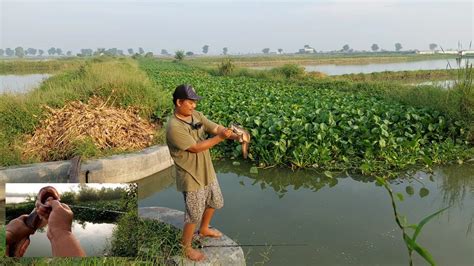 Mancing Ikan Gabus Terbesar Dari Yang Paling Besar Bikin Kewalahan