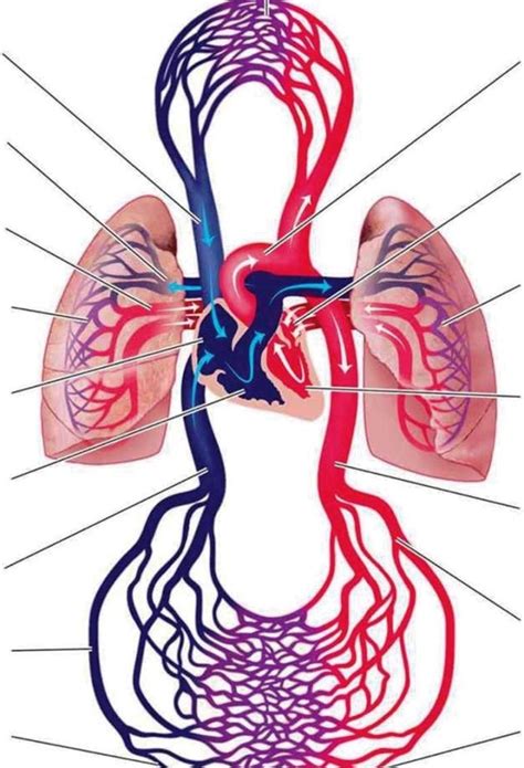Круги кровообращения Diagram | Quizlet