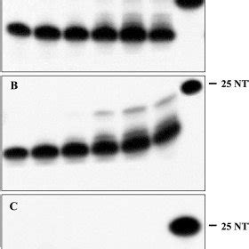 In vitro transcription by T7 RNA polymerase.... | Download Scientific ...