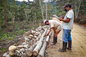 Huánuco Agricultores promovidos por Devida inician producción de