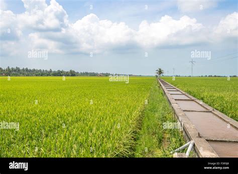 Water Canal For Paddy Rice Field Irrigation With Blue Skies Stock Photo