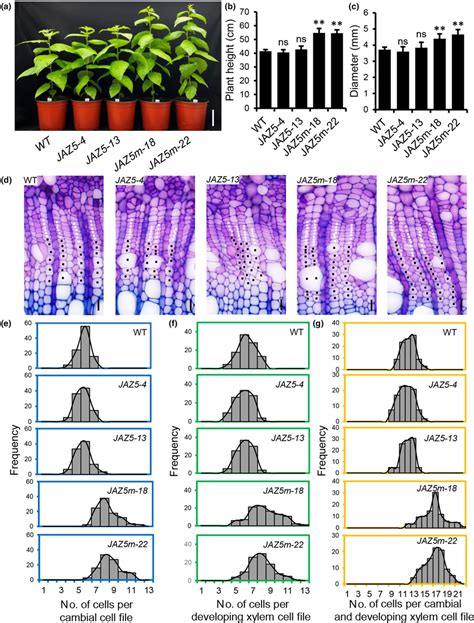 Phenotypes Analysis Of Pagjaz5 Overexpression Transgenic Poplar A